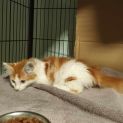 Photo of Rooney **2nd Chance Cat Rescue**