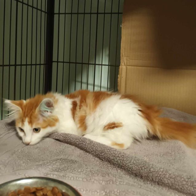 Photo of Rooney **2nd Chance Cat Rescue**
