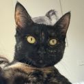 Photo of Mocha