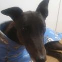 Photo of Dusty Greyhound 