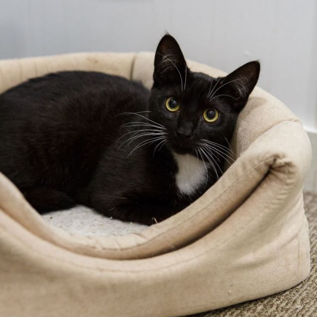 Photo of Alistair *9 Lives Project Rescue*