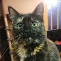 Photo of Ashley **2nd Chance Cat Rescue**
