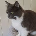 Photo of Hector