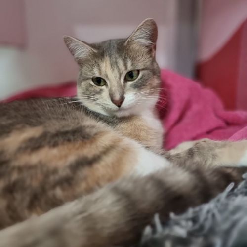 Bonnie