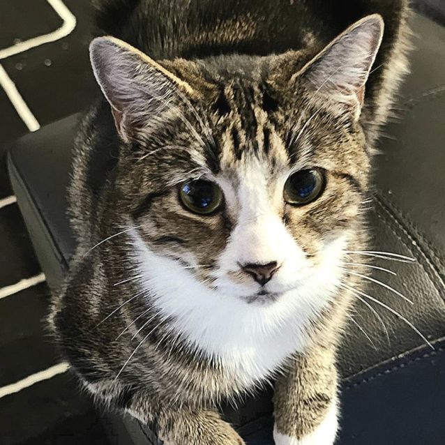 Photo of Patty Cakes