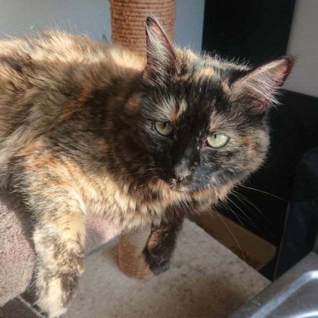 Photo of Ashley **2nd Chance Cat Rescue**