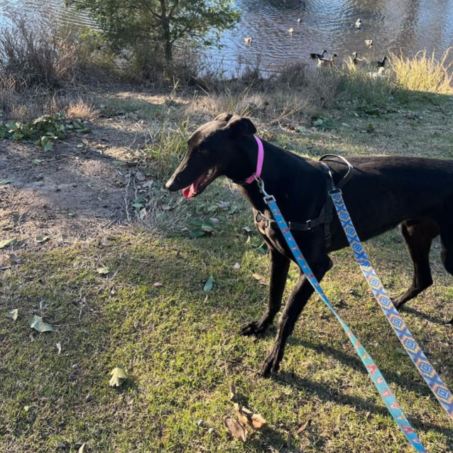 Photo of Darcy Girl