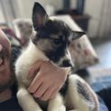 Photo of Miska ❤️