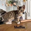 Photo of Muffin