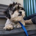 Photo of Daisy