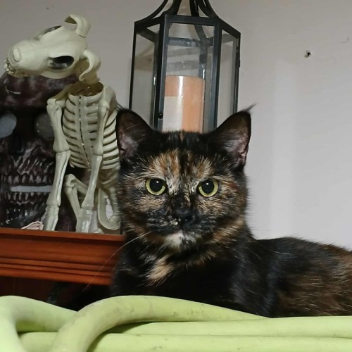 Esmerelda * 9 Lives Project Rescue*