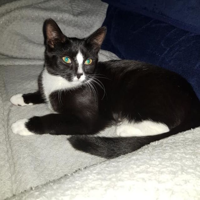 Photo of Max **2nd Chance Cat Rescue**