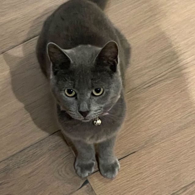 Photo of Violetta Meet Me At Petstock Keysborough 