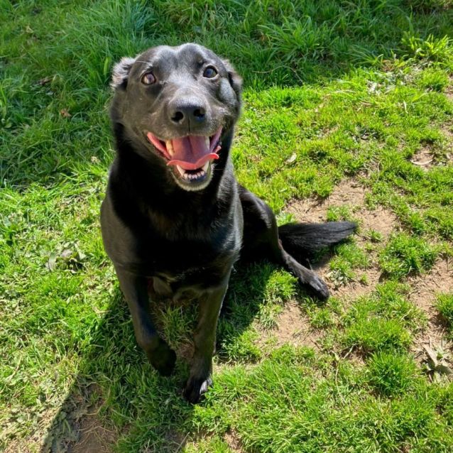 Photo of Bear