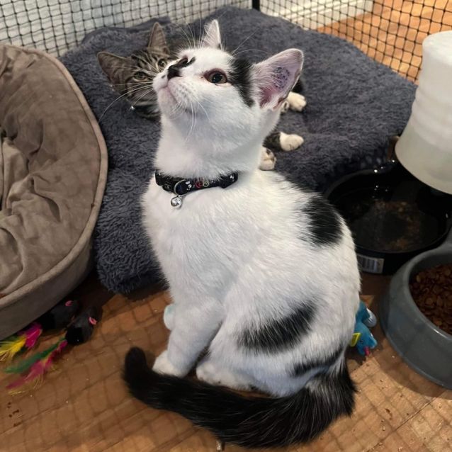 Photo of Hero **2nd Chance Cat Rescue**