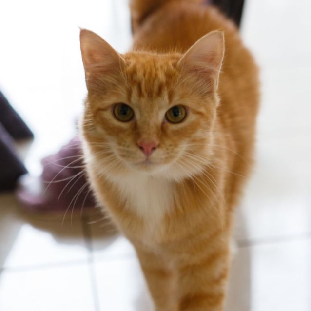 Photo of Cupid & Arrow *9 Lives Project Rescue*