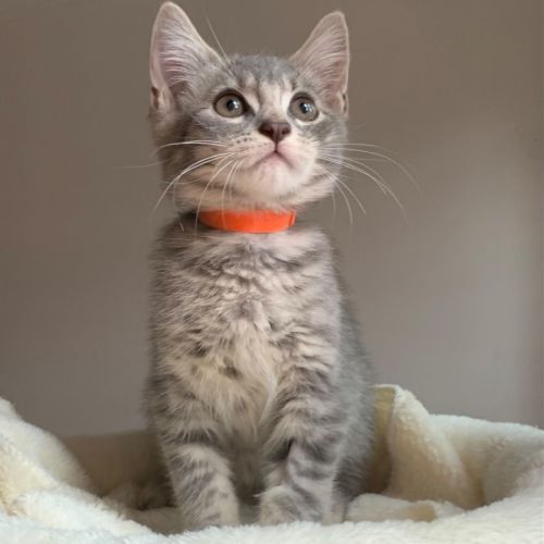 Memphis 🧡🧡🧡🐾