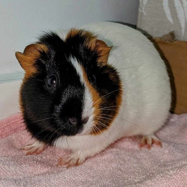 Photo of 🐹May And Daisy🐹