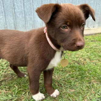 Medium Female Kelpie x Border Collie Mix Dog