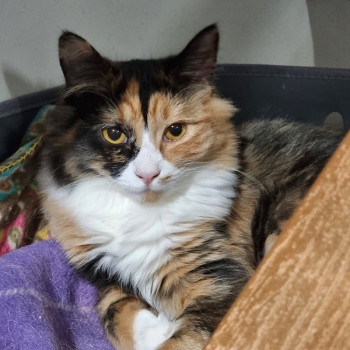 Maxine (bonded with Fabiola)