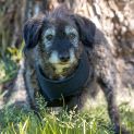 Photo of Toby