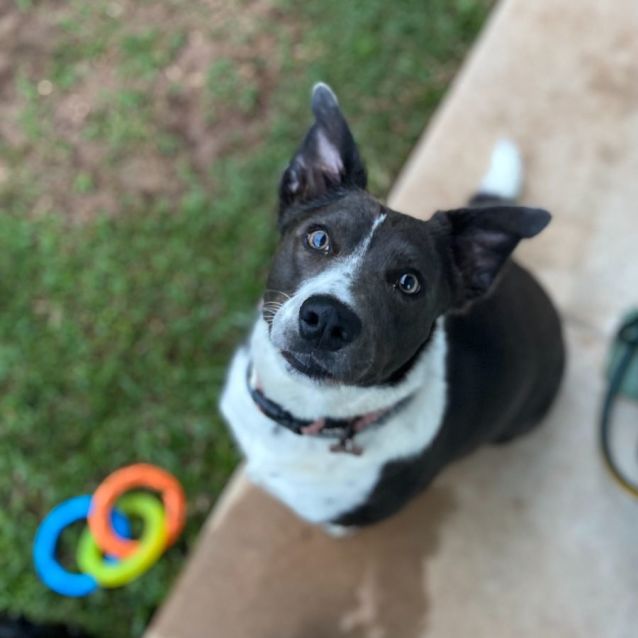 Photo of Luna