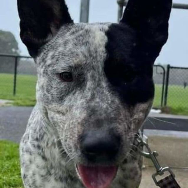 Bull terrier x blue heeler store