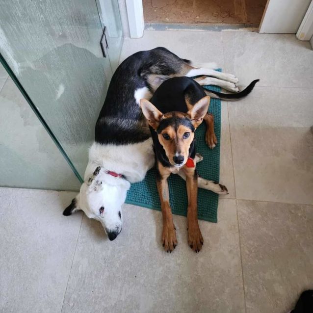 Photo of Valencianite 