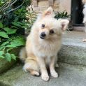 Photo of Butternut