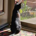 Photo of Violet **2nd Chance Cat Rescue**