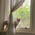 Photo of Clementine