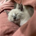 Photo of Shiloh