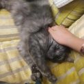 Photo of Mystique