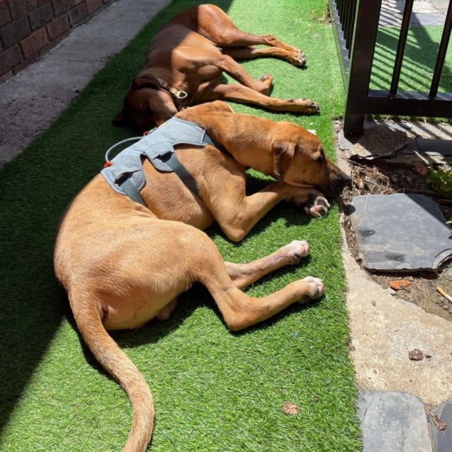 Photo of Pup Pup 🐕🐾♥️