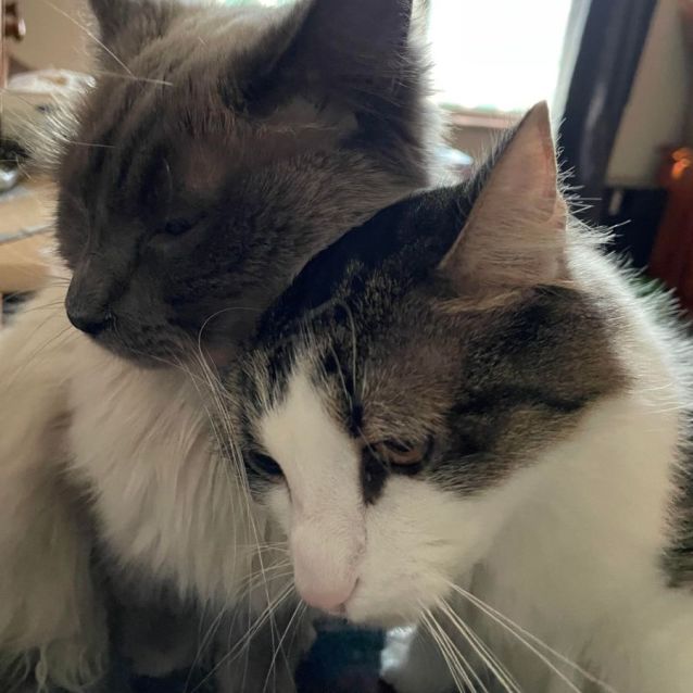 Photo of Frankie And Sassy