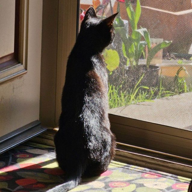Photo of Violet **2nd Chance Cat Rescue**