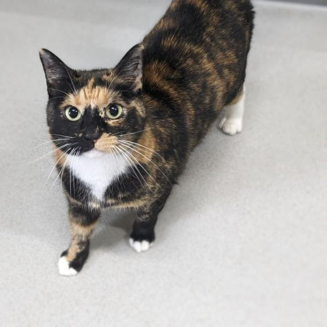 Photo of 🧶 Hazel F02852 🧶