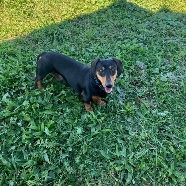 Photo of Henry