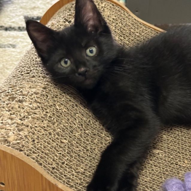 Photo of Zoey 😽🌷