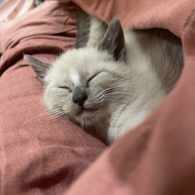 Photo of Shiloh