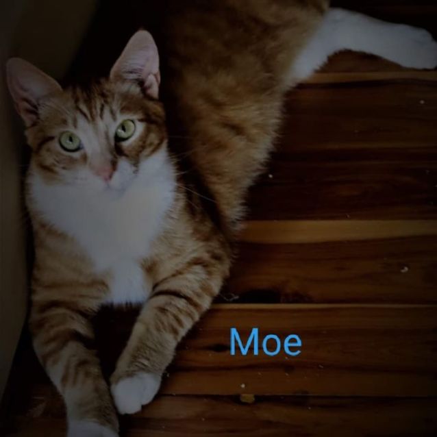 Photo of Moe
