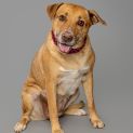 Photo of Brandy