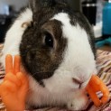 Photo of Honey & Brayden (Located In Wantirna South)