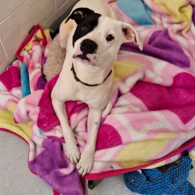 Photo of D1013 Odette