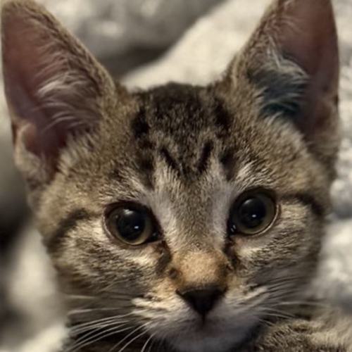 Cupcake 🧁 meet me@chelsea store