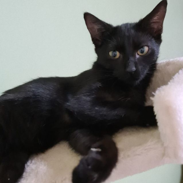 Photo of Slinky Malinky