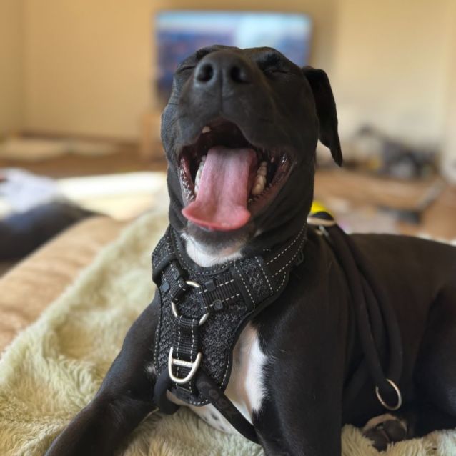 Photo of Snugglebum
