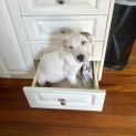 Photo of Rosie