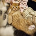 Photo of Bertum **2nd Chance Cat Rescue**