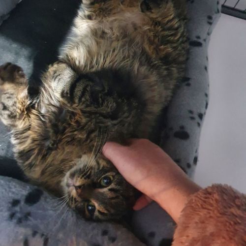Mr Bear